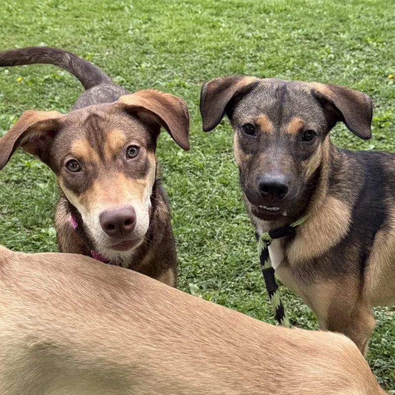 A baby medium-sized male German Shepherd Dog dog named Thor for adoption in Philadelphia, PA