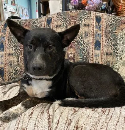 An adult large-sized male Australian Cattle Dog / Blue Heeler dog named Cyrus for adoption in Yellville, AR
