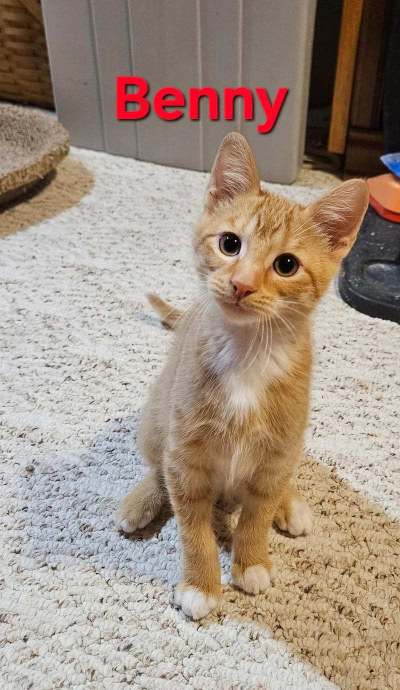 A baby medium-sized male Orange & White Domestic Short Hair cat named Benny for adoption in Hartville, OH