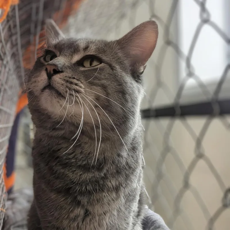 An adult large-sized male Gray / Blue / Silver Domestic Short Hair cat named Sgt. Gray for adoption in East Smithfield , PA