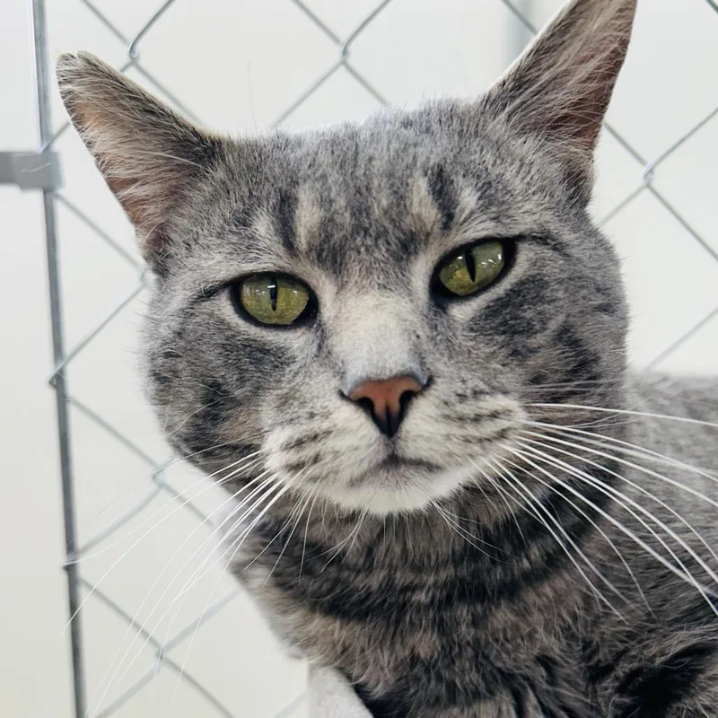 Sgt. Gray thumbnail 2