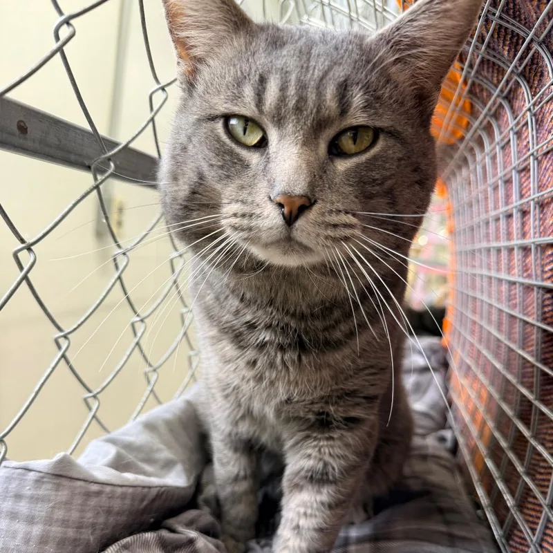 Sgt. Gray thumbnail 3