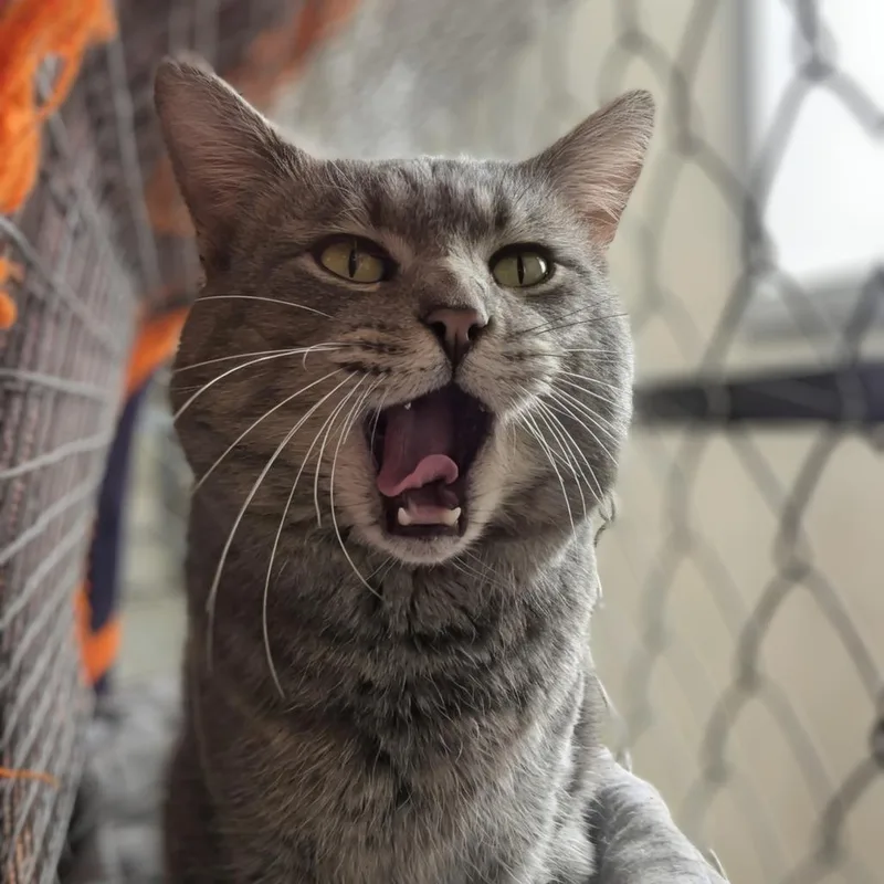 Sgt. Gray thumbnail 4