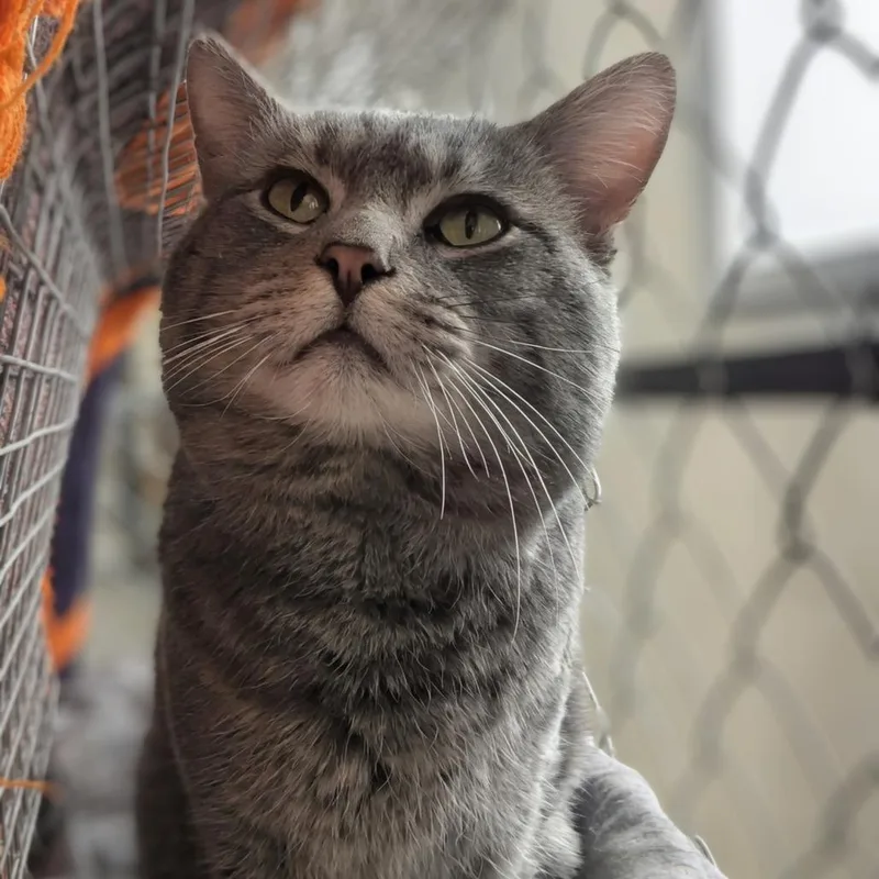 Sgt. Gray thumbnail 5