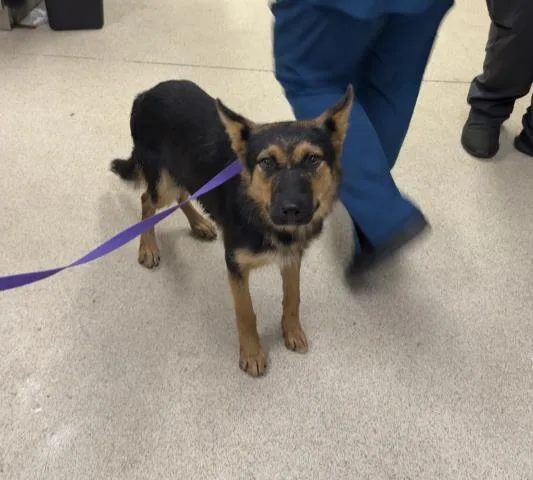 A young medium-sized male German Shepherd Dog dog named Archer for adoption in Riverside, CA