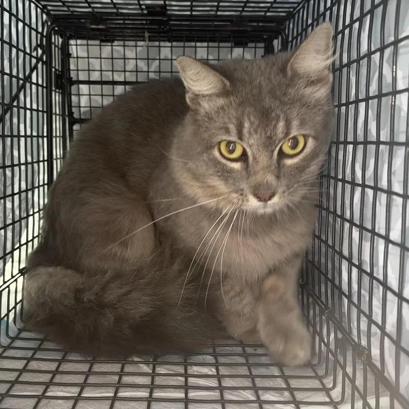An adult medium-sized male Russian Blue cat named Gris for adoption in Memphis, TN