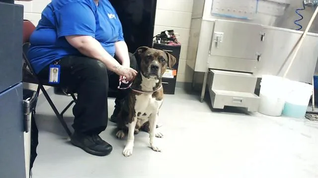 An adult large-sized male Pit Bull Terrier dog named Big Mac for adoption in Fayetteville, NC
