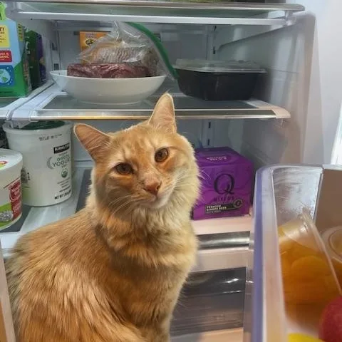 Mellow  Fluffy Orange thumbnail 2