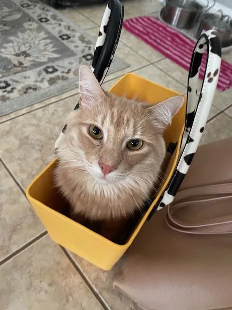 Mellow  Fluffy Orange