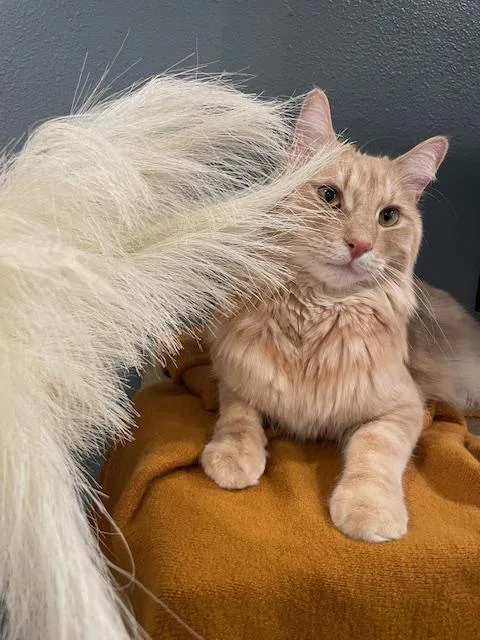 Mellow  Fluffy Orange thumbnail 5