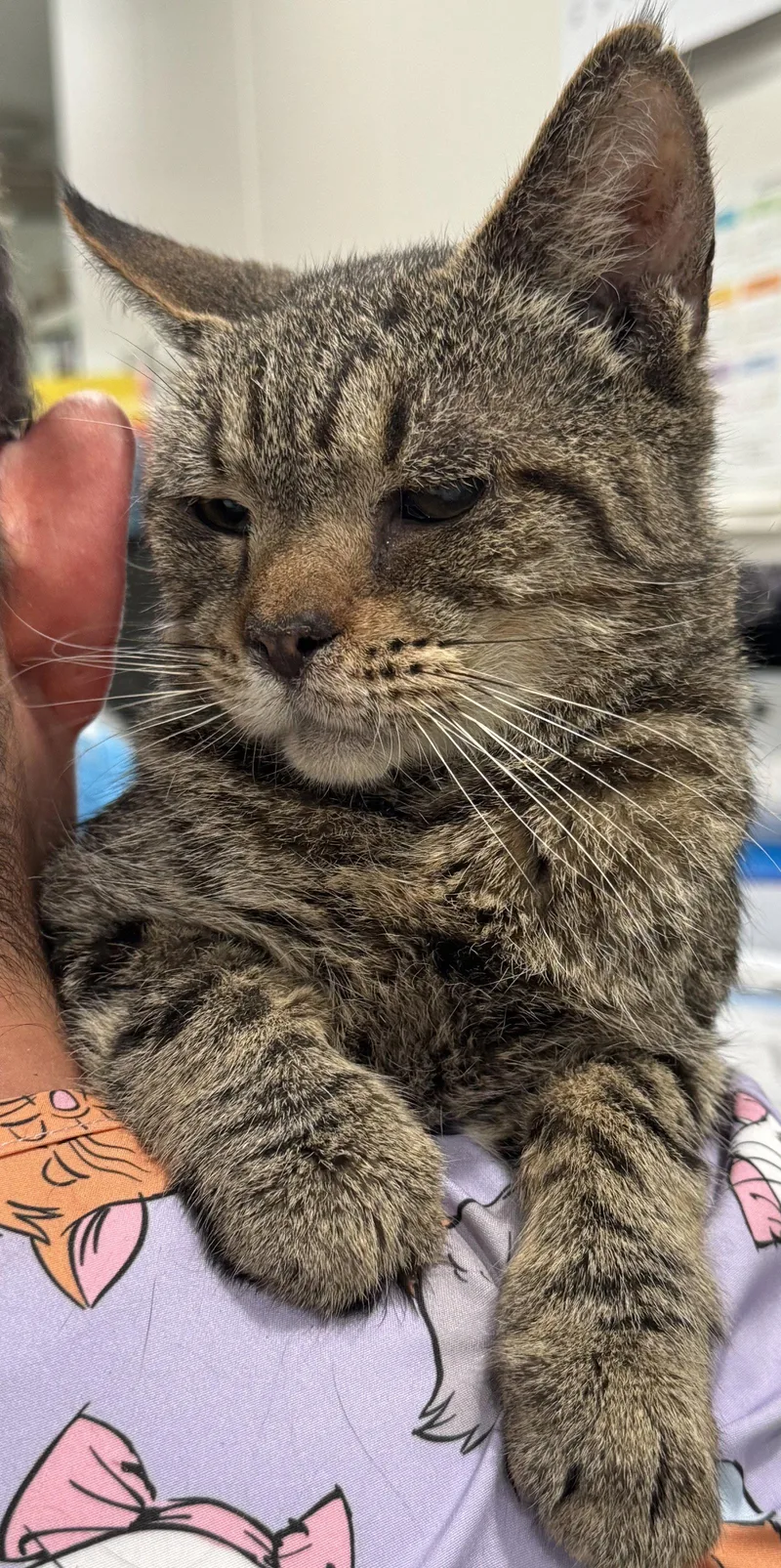 A young medium-sized male Domestic Short Hair cat named Joe for adoption in Locust Grove, VA