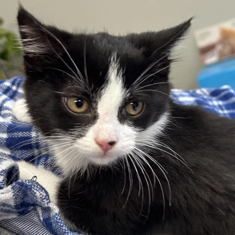 A baby small-sized female Black Domestic Short Hair cat named Eartha for adoption in Hannibal, MO