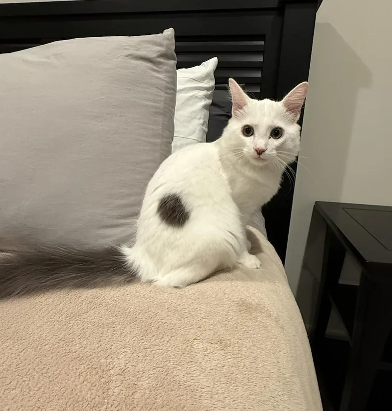A baby large-sized male White Domestic Long Hair cat named Sammy for adoption in Columbus, OH