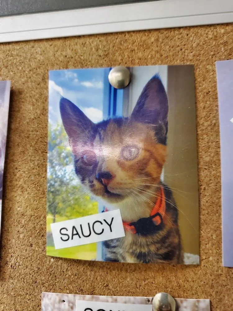 An adult small-sized female American Shorthair cat named Saucy for adoption in Bartlesville, OK