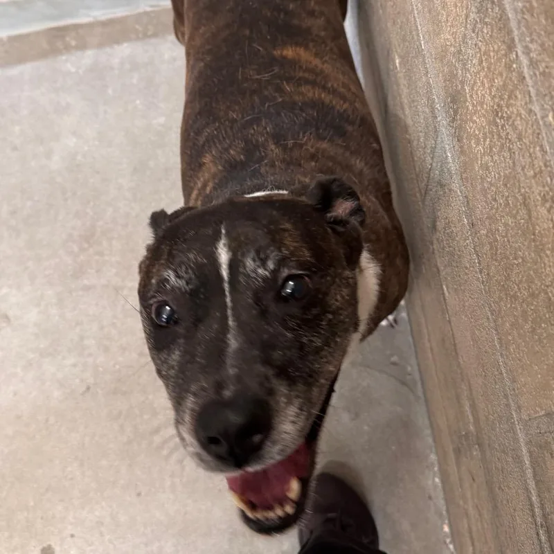 A senior large-sized female Terrier dog named Nora for adoption in Tampa, FL