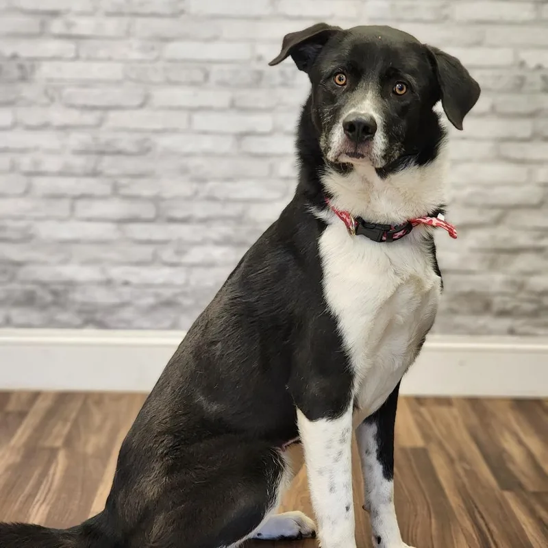 An adult large-sized female Black Anatolian Shepherd dog named Echo for adoption in Montgomery, AL