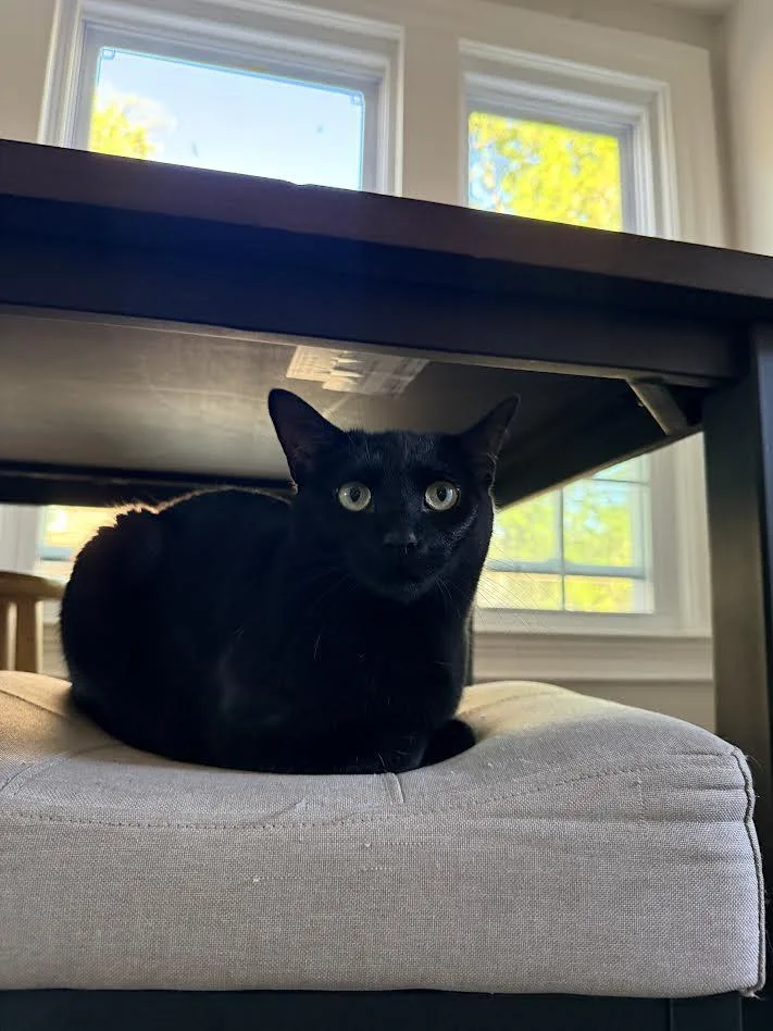 A young medium-sized female Black Domestic Short Hair cat named Tita for adoption in Columbia, MD