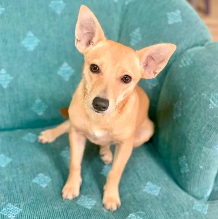 A young small-sized male Apricot / Beige Chihuahua dog named Pesto for adoption in Mead, CO