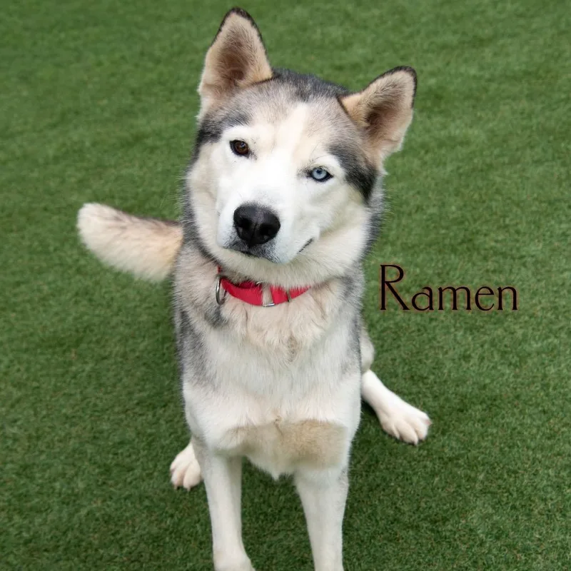 An adult medium-sized male White / Cream Husky dog named Ramen for adoption in Parkersburg, WV