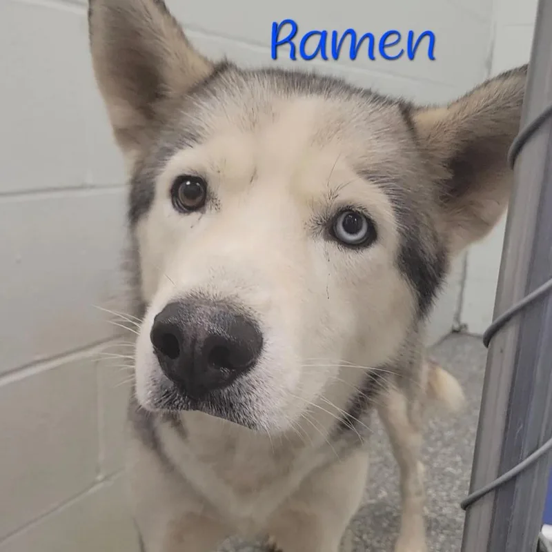 Ramen thumbnail 4