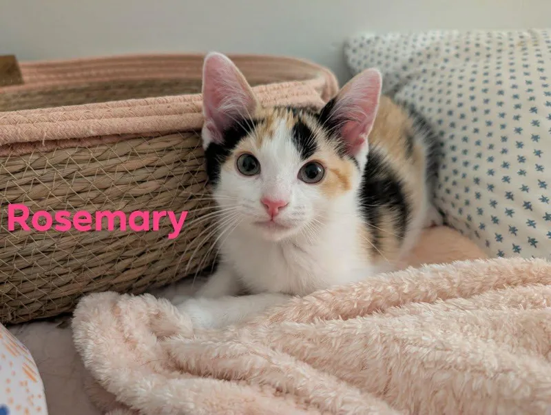 A baby medium-sized female Domestic Short Hair cat named Rosemary for adoption in Champaign, IL