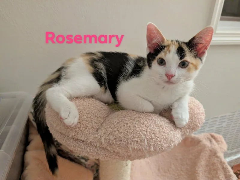 Rosemary thumbnail 3