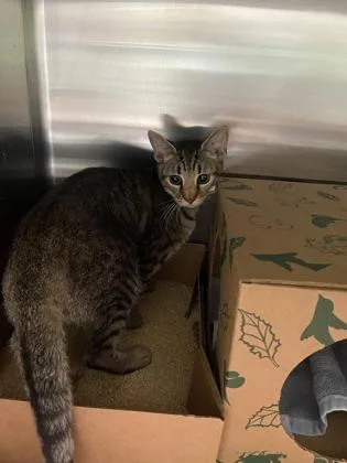 An adult small-sized female Domestic Short Hair cat named Mazda for adoption in West Chester, PA