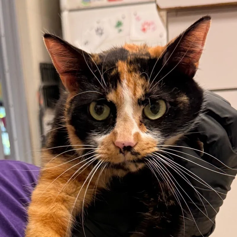 An adult medium-sized female Calico Domestic Short Hair cat named Pumpkin Spice for adoption in Evansville, IN