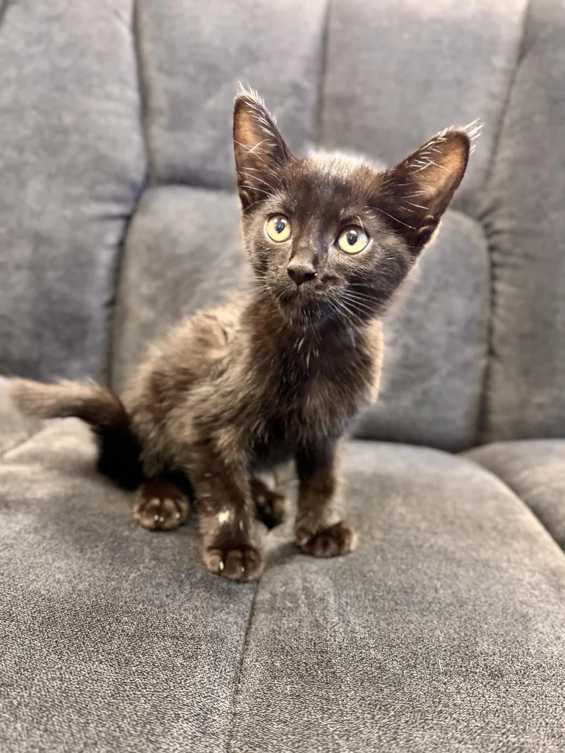 A baby medium-sized male Black Domestic Short Hair cat named Flask for adoption in Midland, MI