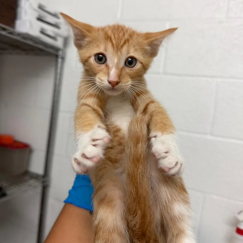 A baby small-sized female Orange / Red Domestic Short Hair cat named Sweet Tart for adoption in Edinburg, TX