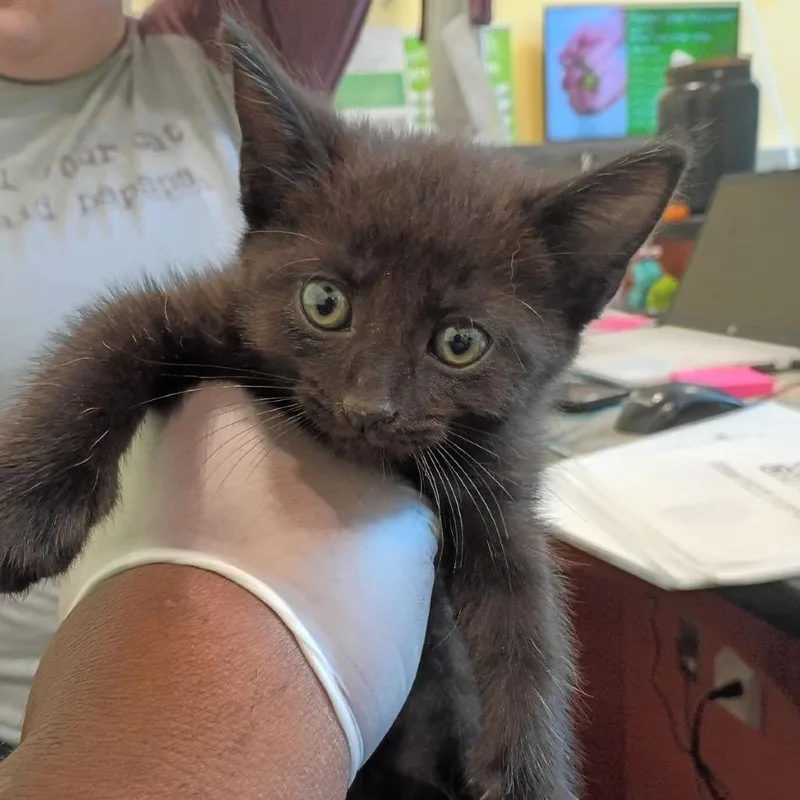 A baby small-sized male Black Domestic Short Hair cat named Uno for adoption in Lynchburg, VA