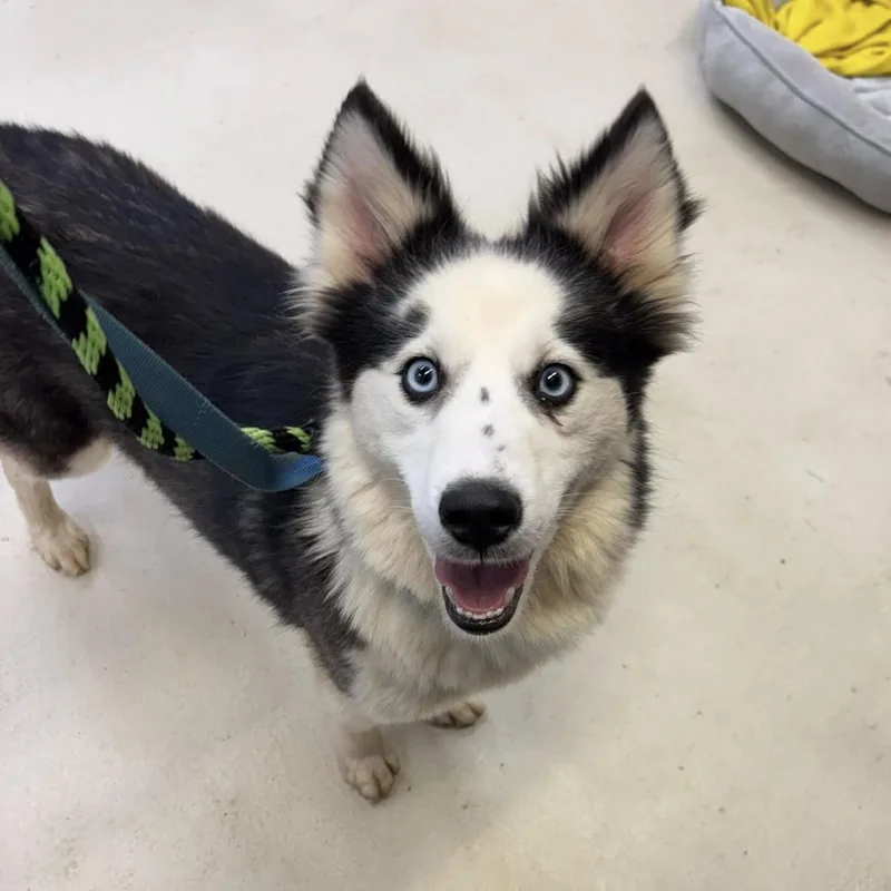 A young medium-sized female Black Siberian Husky dog named Nebula for adoption in Phoenixville, PA