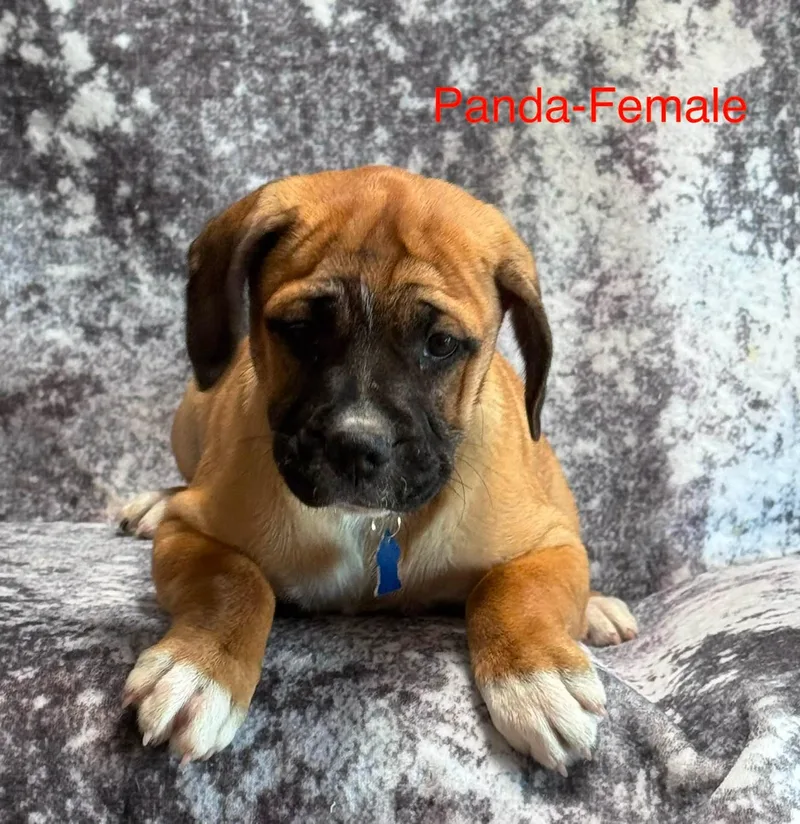 A baby medium-sized female White / Cream Pug dog named Panda for adoption in San Tan Valley, AZ