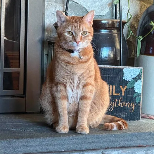 An adult small-sized male Domestic Short Hair cat named Cheeto for adoption in Newark, NJ