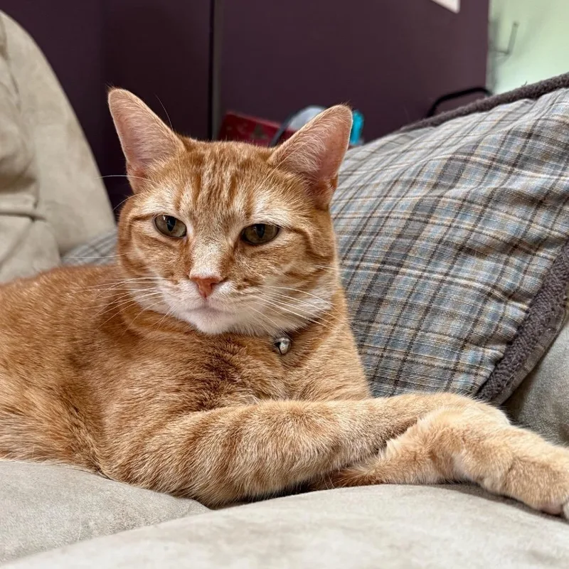 Cheeto thumbnail 2