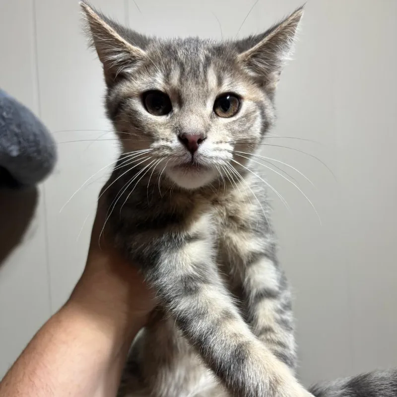 A baby small-sized female Gray / Blue / Silver Domestic Short Hair cat named Skittles for adoption in DeKalb, IL