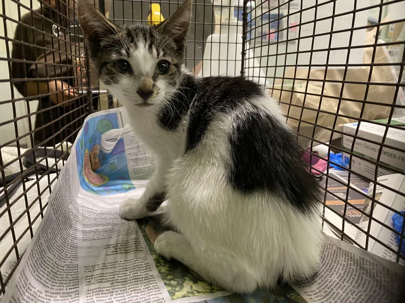 A baby medium-sized male Domestic Short Hair cat named Baby for adoption in Los Angeles, CA