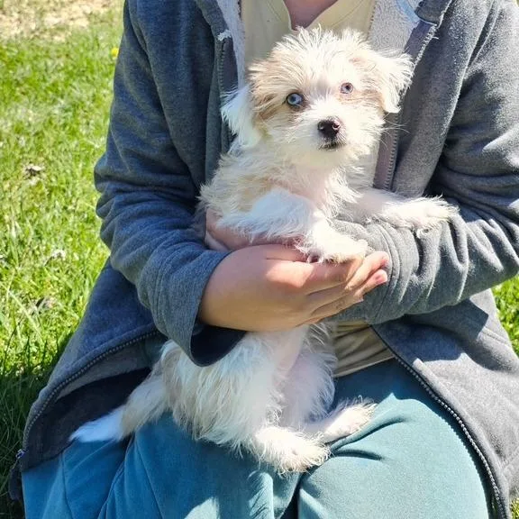 Isabella thumbnail 2