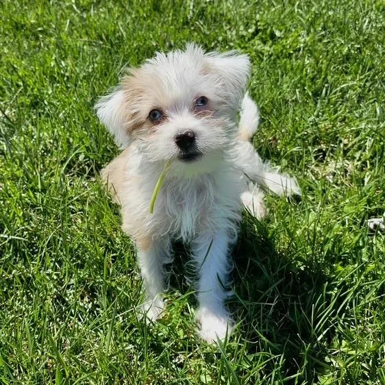 Isabella thumbnail 3