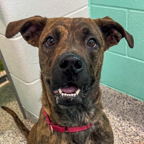 A young large-sized female Pit Bull Terrier dog named Dee Dee for adoption in Golden, CO