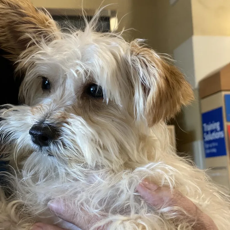 An adult small-sized male White / Cream Terrier dog named Bojo for adoption in Las Vegas, NV
