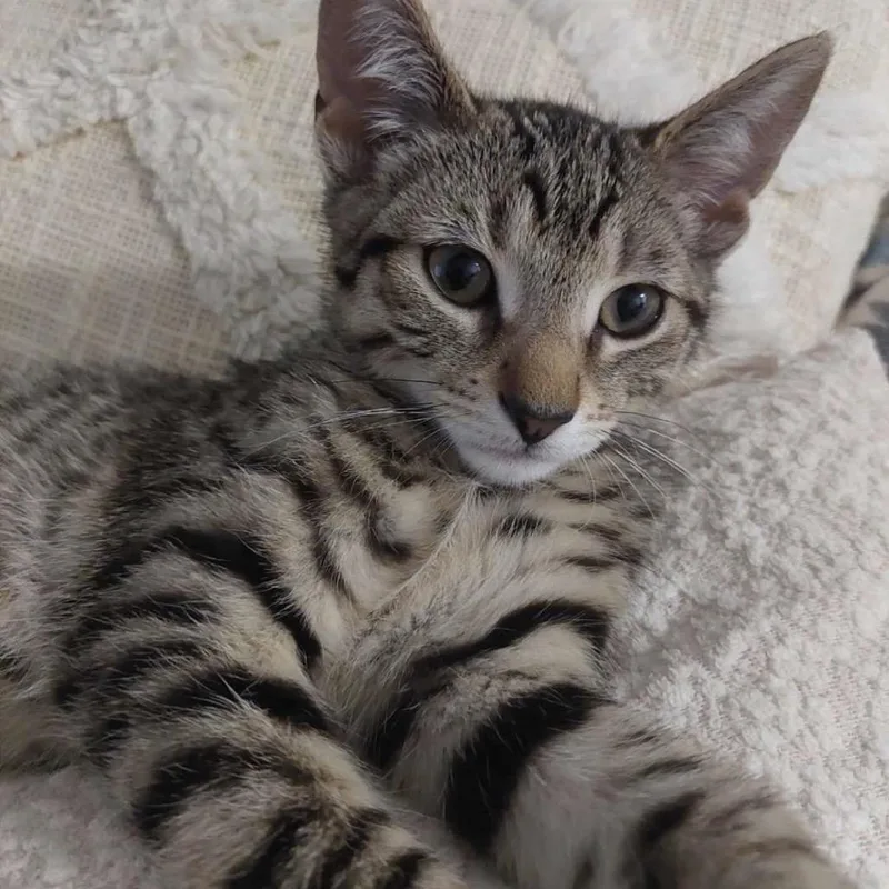 A baby small-sized male Brown / Chocolate Domestic Short Hair cat named Duckie for adoption in Huntsville, AL