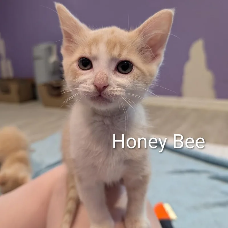 A baby small-sized male White Domestic Short Hair cat named Honey Bee for adoption in Roselle, IL