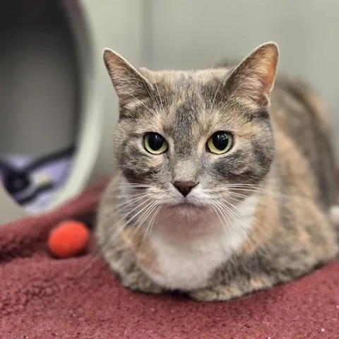 Bella