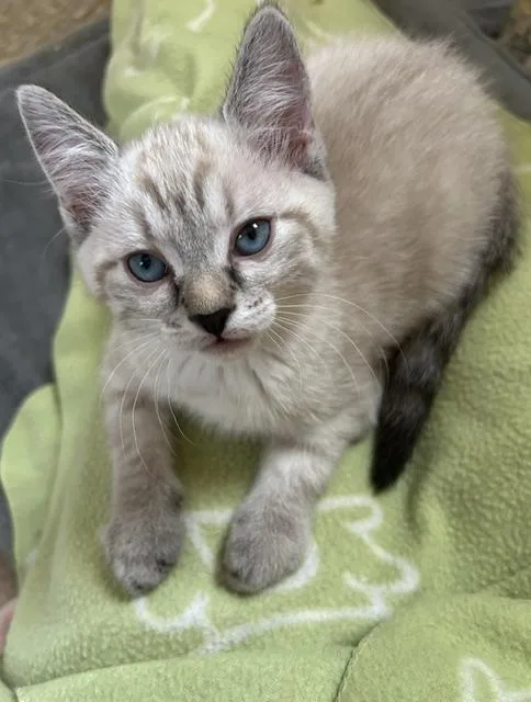 A baby medium-sized female Cream / Ivory Siamese cat named Lola for adoption in Las Vegas, NV