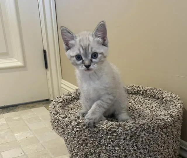 Lola thumbnail 2