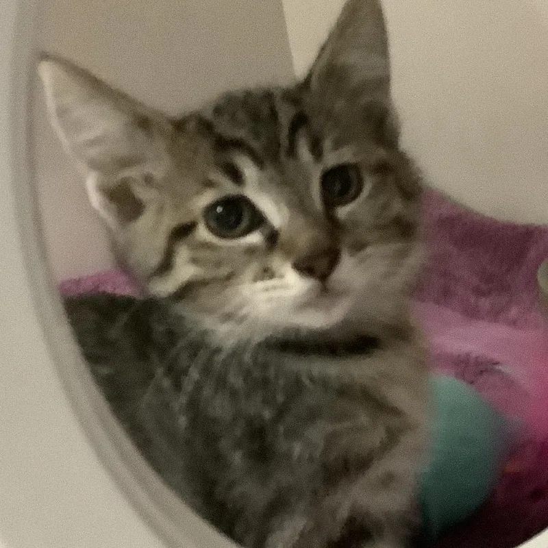 A baby small-sized female Torbie Domestic Short Hair cat named Canoe for adoption in Redwood City, CA