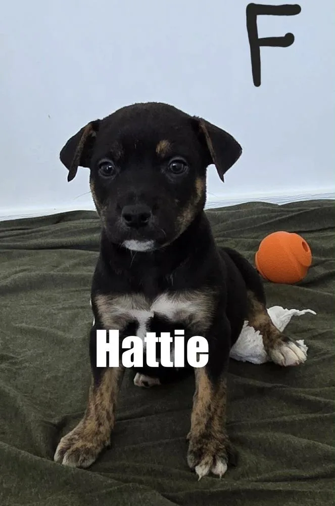 Hattie