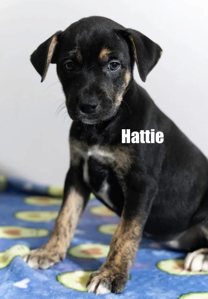 Hattie thumbnail 2