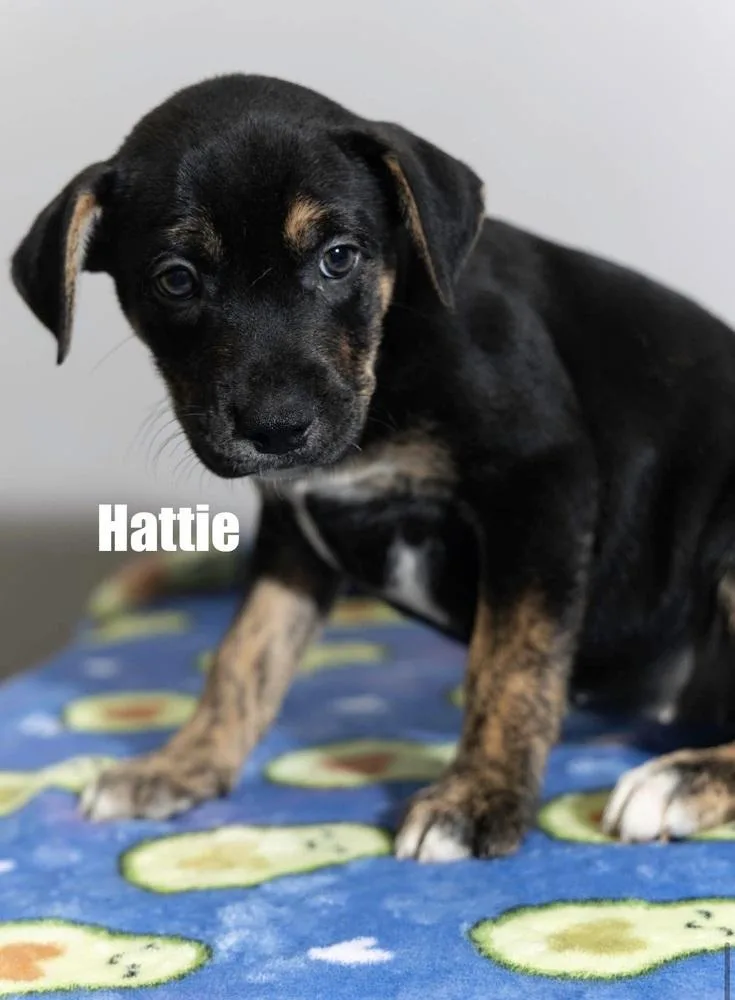 Hattie thumbnail 3